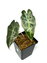 Load image into Gallery viewer, Alocasia Amazonica Variegated D