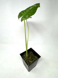 Alocasia Maccrorhiza Variegated E