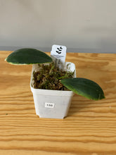 Load image into Gallery viewer, 156. Hoya Incrassata Albo Var