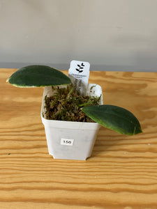 156. Hoya Incrassata Albo Var