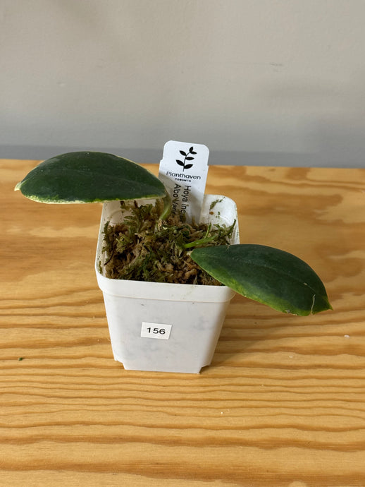 156. Hoya Incrassata Albo Var