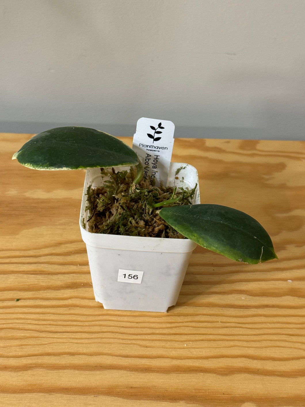 156. Hoya Incrassata Albo Var