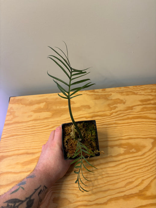183. Philodendron Tortum