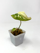 Load image into Gallery viewer, Philodendron Gloriosum Variegated C