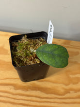 Load image into Gallery viewer, 140. Hoya Deykeae