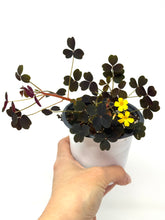 Load image into Gallery viewer, Oxalis Spiralis ssp. Vulcanicola
