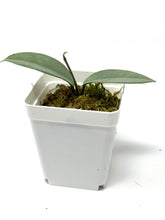 Load image into Gallery viewer, Hoya Wilbur Graves Silver D