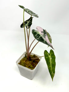 Alocasia Bambino Pink Variegated I