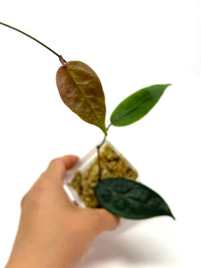 Hoya Piestolepis