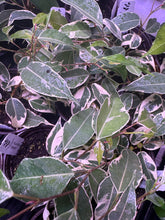Load image into Gallery viewer, Ficus Benjamina ‘Starlight’