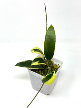 Load image into Gallery viewer, Hoya Acuta Albo Variegated