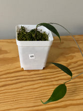 Load image into Gallery viewer, 66. Hoya Exilis