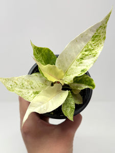 Anthurium Hookeri Variegated