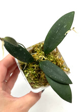 Load image into Gallery viewer, Hoya Dragon Wing (GPS7240 Hybrid)