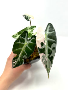 Alocasia Bambino Pink Variegated E