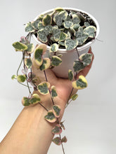 Load image into Gallery viewer, Ceropegia Woodii Variegated ‘String of Hearts’