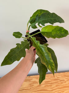 278. Philodendron Ring of Fire