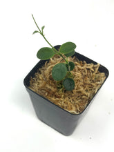 Load image into Gallery viewer, Hoya Tengchongensis