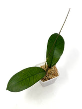 Load image into Gallery viewer, Hoya Gunung Gading