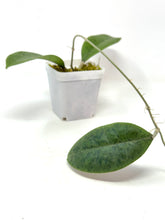Load image into Gallery viewer, Hoya Forbesii Silver