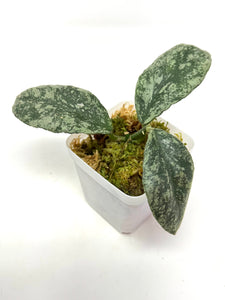 Hoya Waymaniae ‘Cloudy Sky’