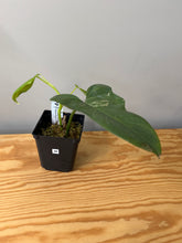 Load image into Gallery viewer, 96. Philodendron Bipennifolium Variegated ‘Violin’