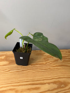96. Philodendron Bipennifolium Variegated ‘Violin’