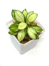 Load image into Gallery viewer, Hoya Heuschkeliana Inner Variegated