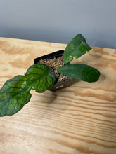 Load image into Gallery viewer, 184. Hoya Vitellinioides