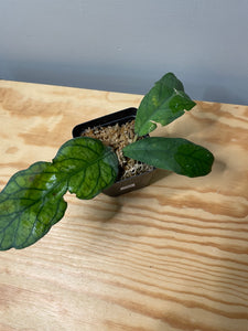 184. Hoya Vitellinioides