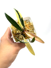 Load image into Gallery viewer, Hoya Kentiana Lori Lyn Albo Variegated