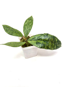 Hoya Lambii Silver A