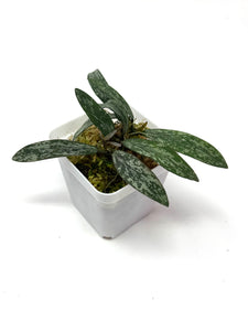 Hoya Sigillatis