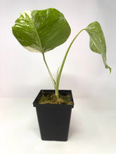 Load image into Gallery viewer, Monstera Deliciosa Albo Variegated B