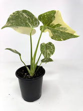 Load image into Gallery viewer, Monstera Deliciosa Crème Brulee