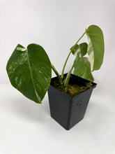 Load image into Gallery viewer, Monstera Deliciosa Albo Variegated C