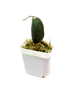 Hoya Imbricata
