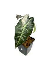 Load image into Gallery viewer, Alocasia Amazonica Variegated B