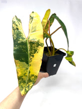 Load image into Gallery viewer, Philodendron Billietiae Variegated B