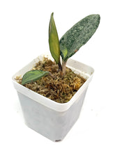 Load image into Gallery viewer, Hoya Carnosa Argentea Princess E