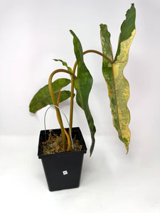 Philodendron Billietiae Variegated A