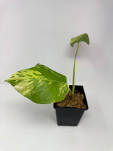Load image into Gallery viewer, Monstera Deliciosa Aurea Variegated F