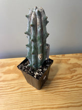 Load image into Gallery viewer, 77. Stenocereus Beneckei