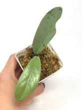 Load image into Gallery viewer, Hoya Pubicalyx Pink Silver Ghost G