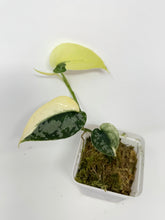 Load image into Gallery viewer, Scindapsus Mayari Variegated