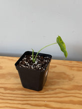 Load image into Gallery viewer, 28. Alocasia Odora Yellow Variegated