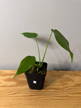 Load image into Gallery viewer, 77. Monstera Deliciosa Aurea Variegated