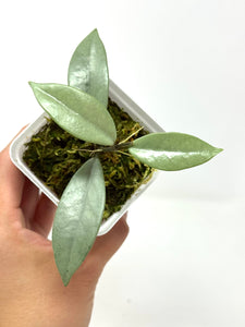 Hoya Wilbur Graves Silver C