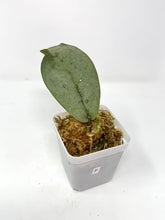 Load image into Gallery viewer, Hoya Mitrata Silver F