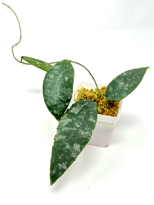 Hoya Caudata Silver